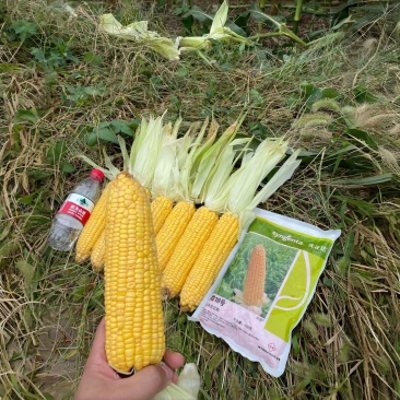 糯玉米