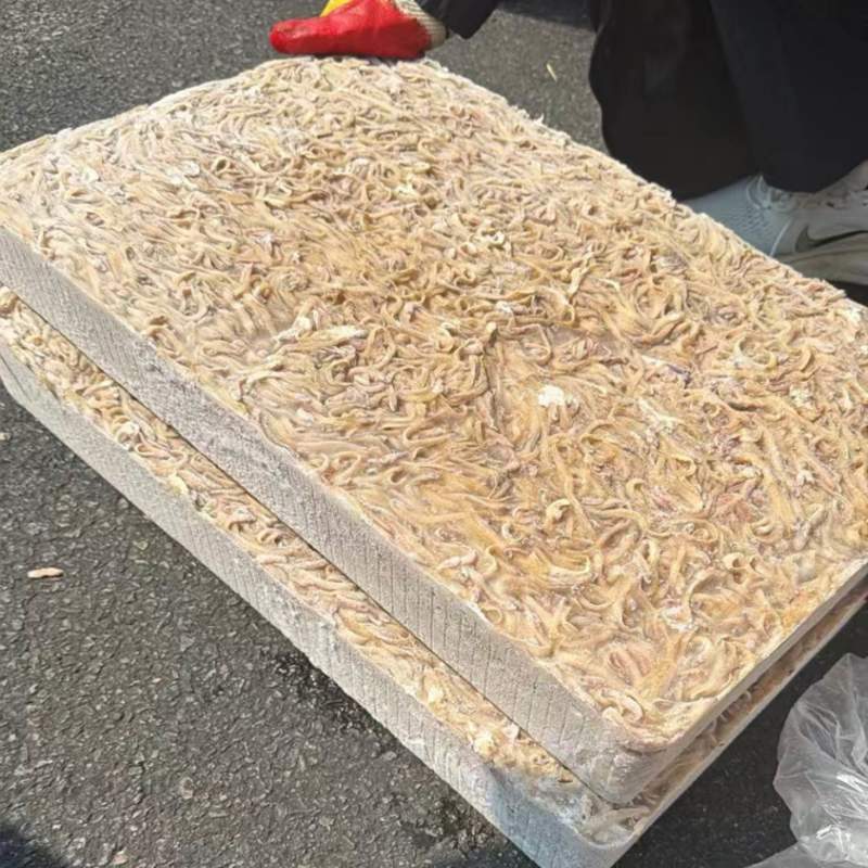凤尾鱼皮条鱼