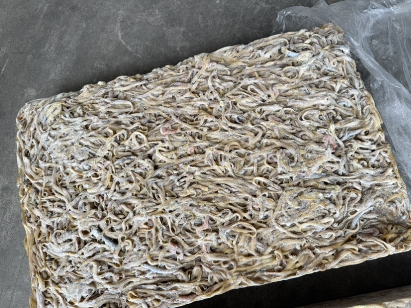凤尾鱼皮条鱼