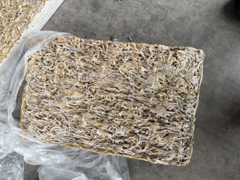 凤尾鱼皮条鱼