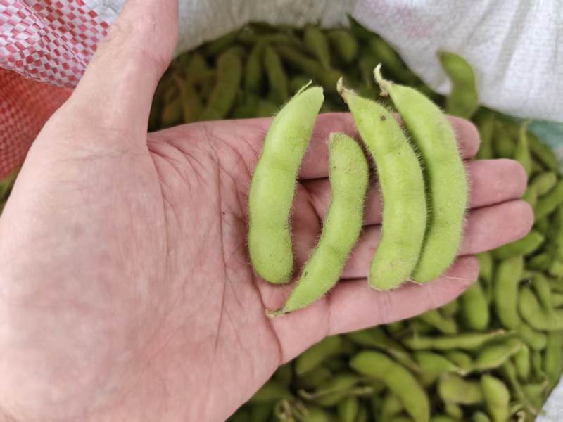 大夹翠绿宝