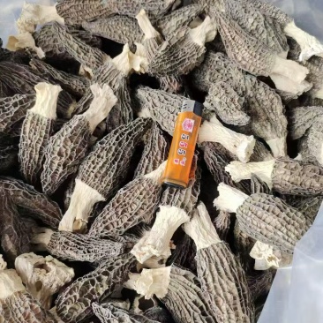 羊肚菌