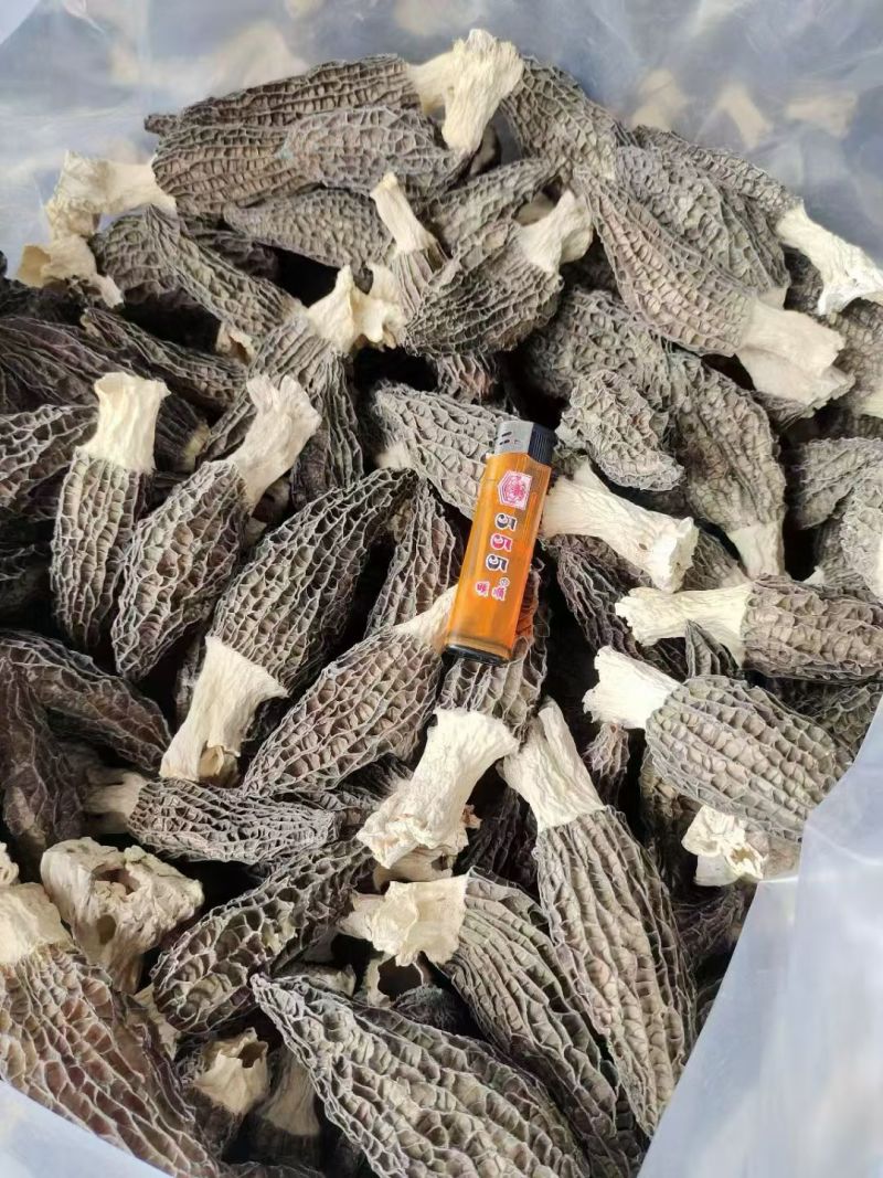 羊肚菌