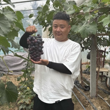 河南夏邑产区夏黑葡萄巨峰葡萄阳光玫瑰供货中