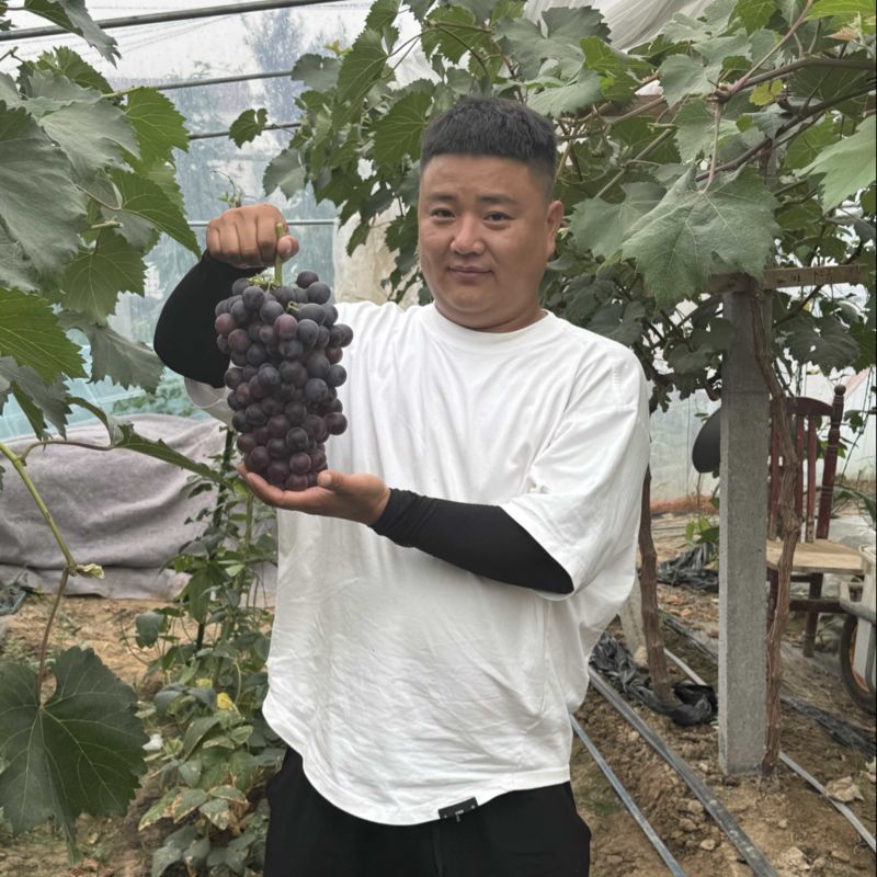 河南夏邑产区夏黑葡萄巨峰葡萄阳光玫瑰供货中