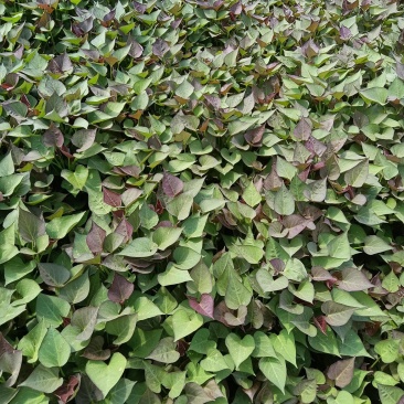 脱毒原种蜜薯红薯苗西瓜蜜板栗薯冰糖白哈密红薯苗