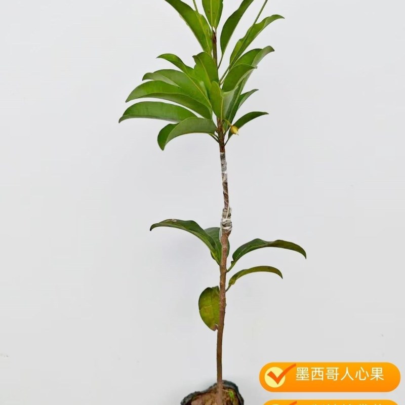 新迅墨西哥人心果树苗大圆果人心果树橙红肉人心果苗四季结果