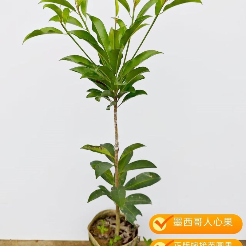 新迅墨西哥人心果树苗大圆果人心果树橙红肉人心果苗四季结果
