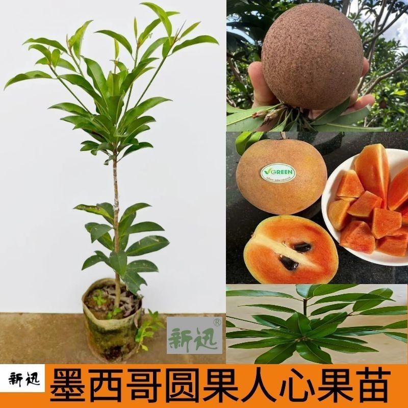 新迅墨西哥人心果树苗大圆果人心果树橙红肉人心果苗四季结果