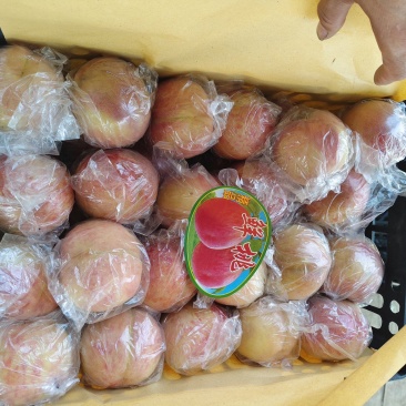 山西运城毛桃基地各种硬肉耐储运毛桃红不软系列