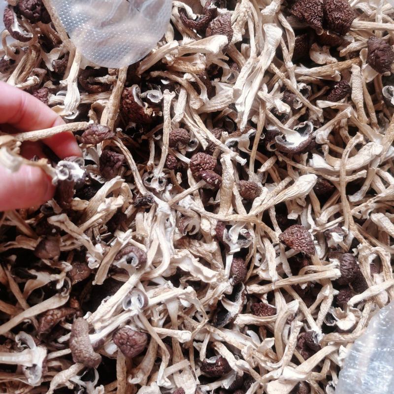基地直发，自家种植赤松茸