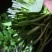 上海市金山区新鲜蔬菜当天现收鸡毛菜价格实惠详聊