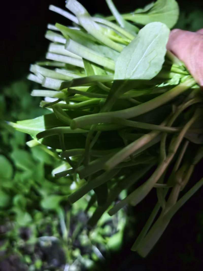 上海市金山区新鲜蔬菜当天现收鸡毛菜价格实惠详聊