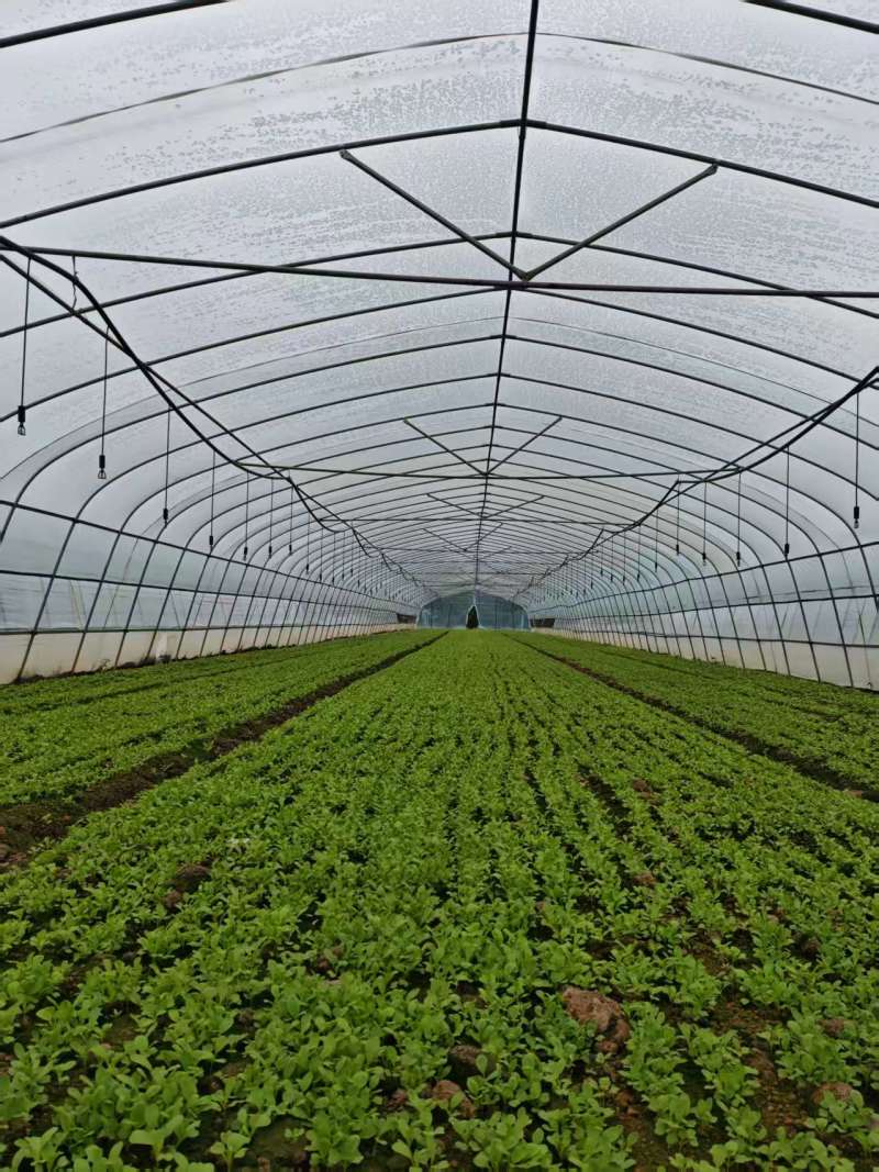 上海市金山区新鲜蔬菜当天现收鸡毛菜价格实惠详聊