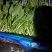 上海市金山区新鲜蔬菜当天现收鸡毛菜价格实惠详聊