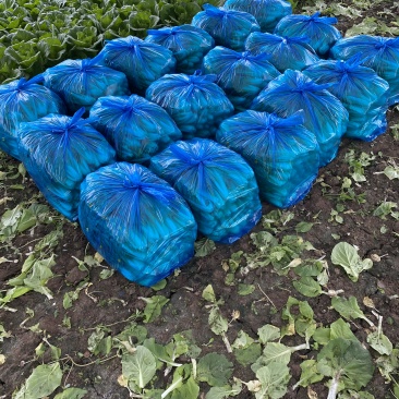 上海市金山区新鲜蔬菜当天现收鸡毛菜价格实惠详聊