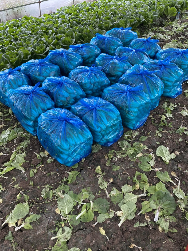 上海市金山区新鲜蔬菜当天现收鸡毛菜价格实惠详聊