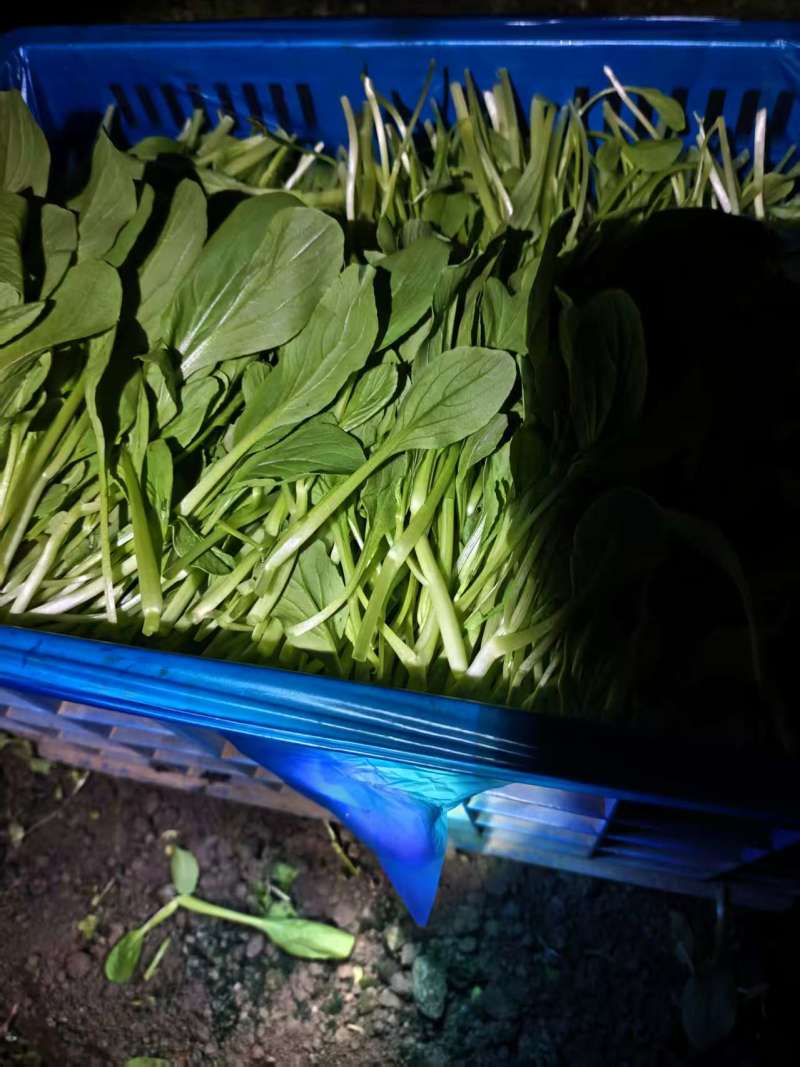 上海市金山区新鲜蔬菜当天现收鸡毛菜价格实惠详聊