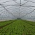 上海市金山区新鲜蔬菜当天现收鸡毛菜价格实惠详聊