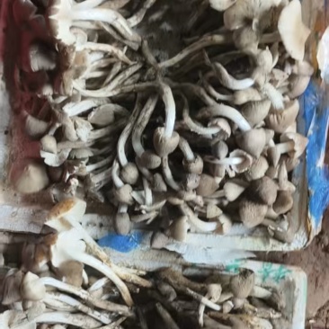 广西鸡枞菌