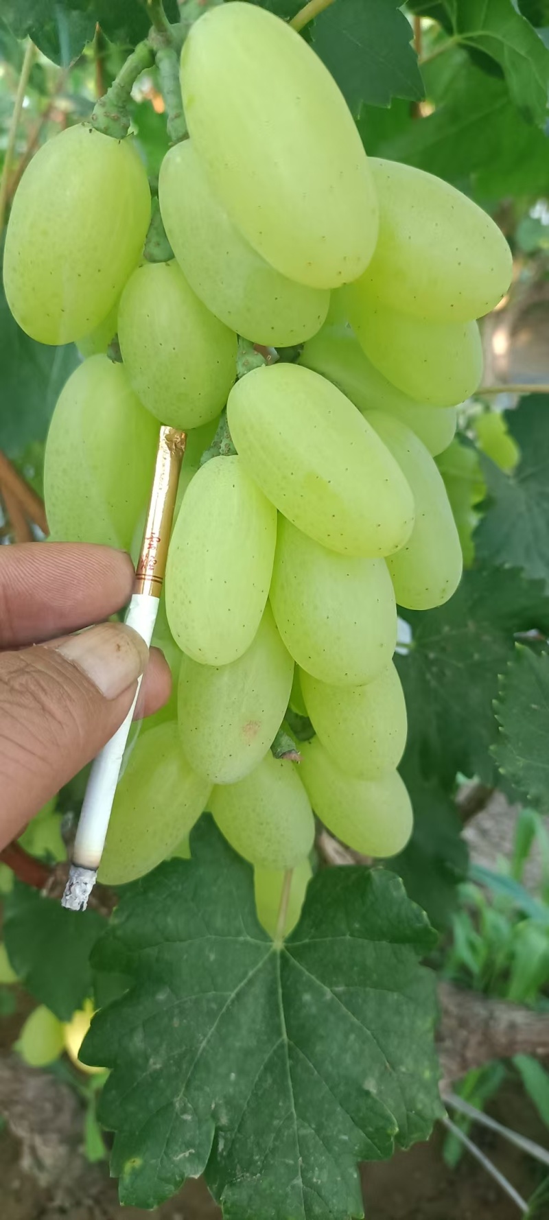 好货