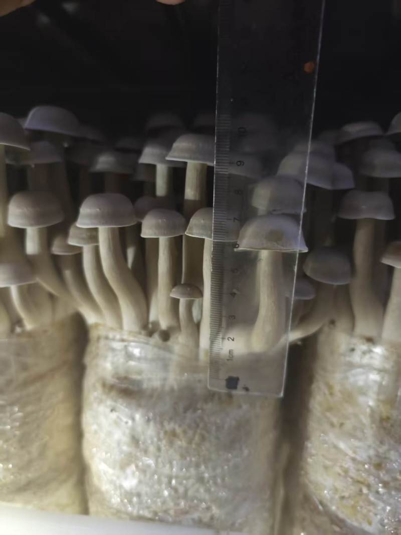鲜品鹿茸菇