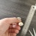 鲜品鹿茸菇