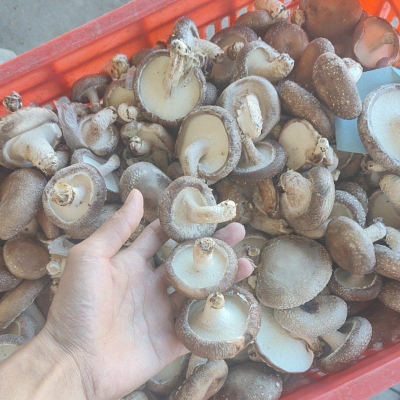 优质平泉香菇产地直发工厂用0912