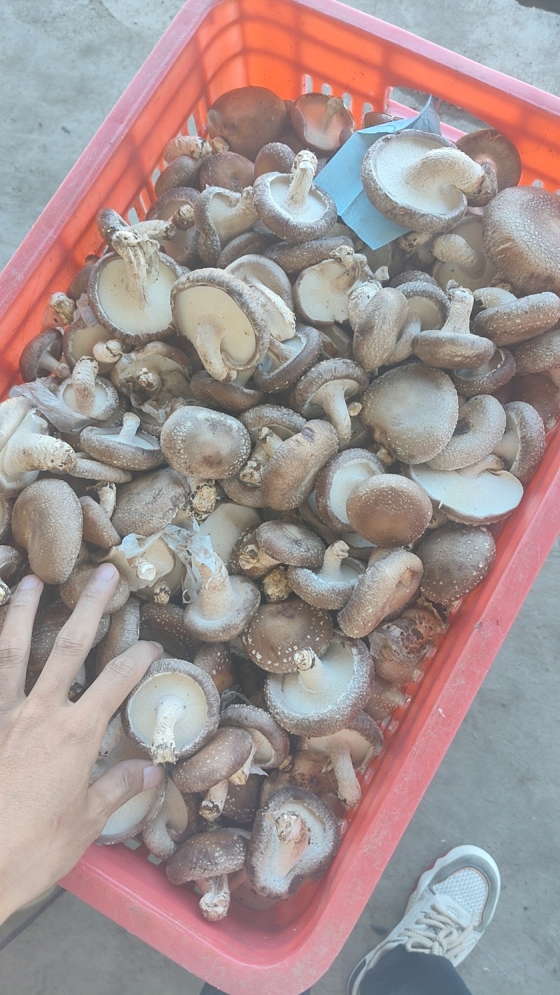 优质平泉香菇产地直发工厂用0912