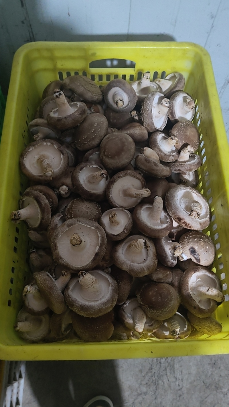 优质平泉香菇产地直发工厂用0912