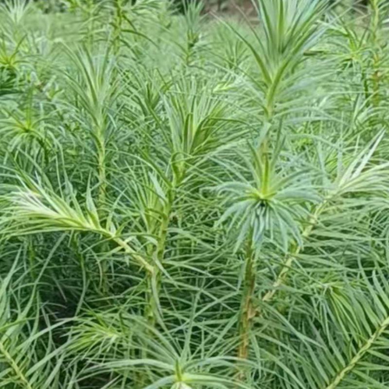 杉树苗杉木苗基地直供