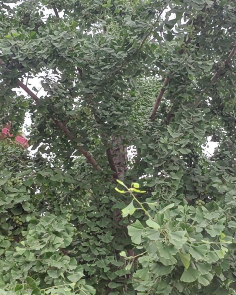 新鲜白果