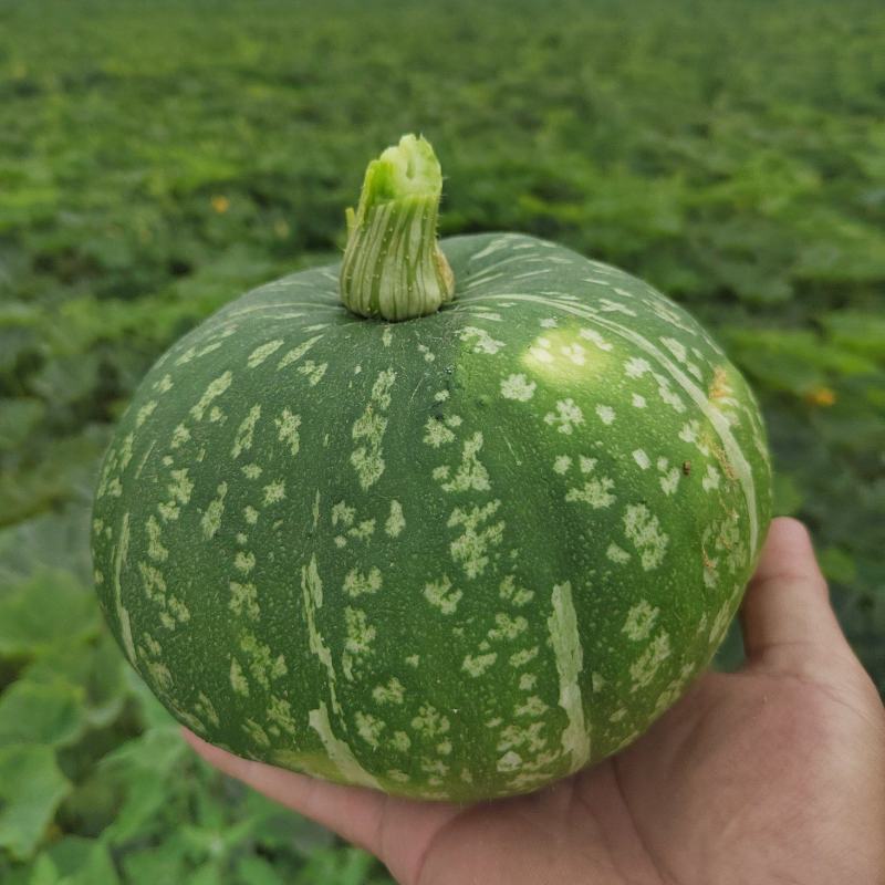 板栗南瓜