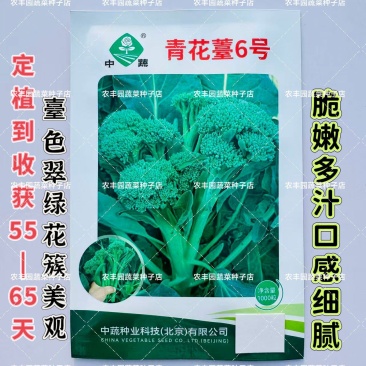 中蔬青花薹6号杂交西兰苔种子中晚熟侧枝多耐热耐寒春秋蔬菜