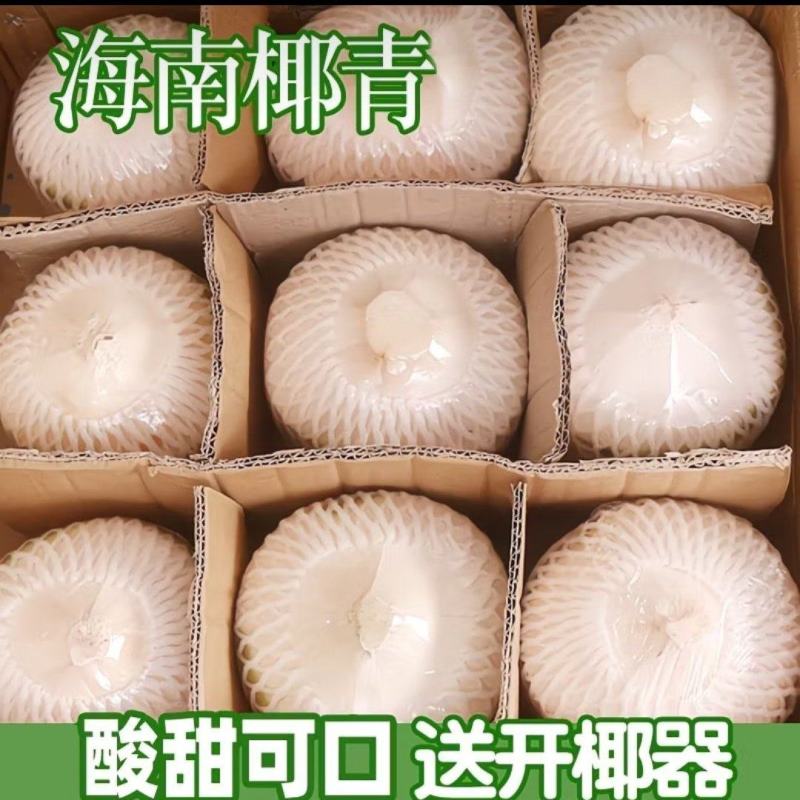 海南去皮椰青万宁产地直发中果大果两种规格奶茶摆摊批发