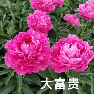 芍药，大富贵，产地大量发货，品种规格齐全，质量保证