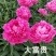 芍药，大富贵，产地大量发货，品种规格齐全，质量保证