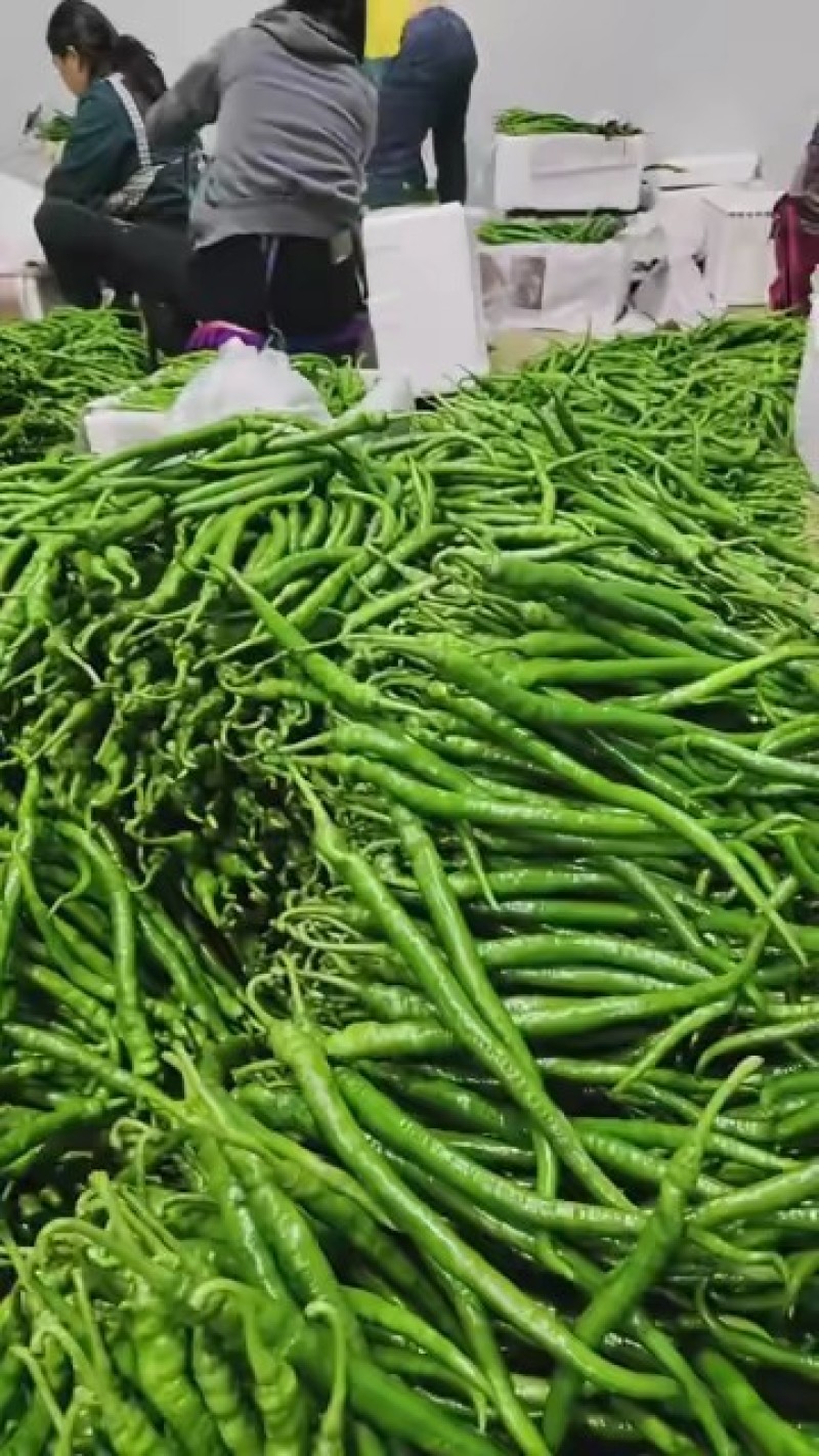 青线椒