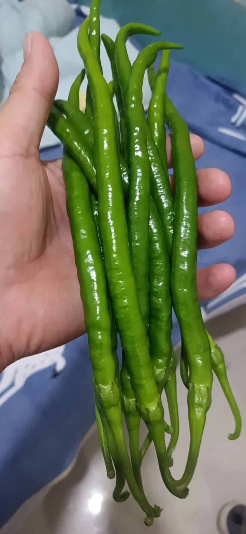 青线椒