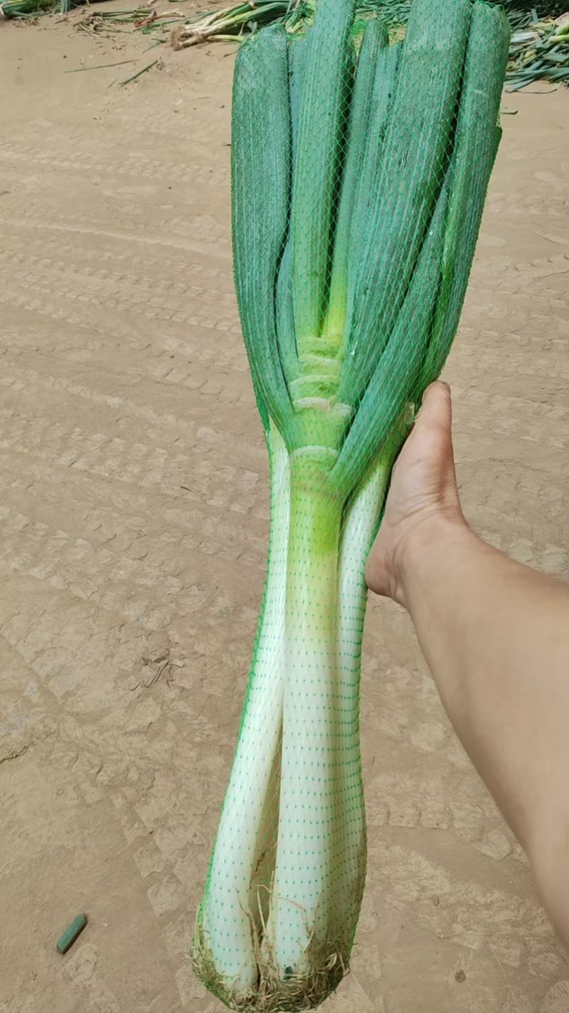 大葱大葱