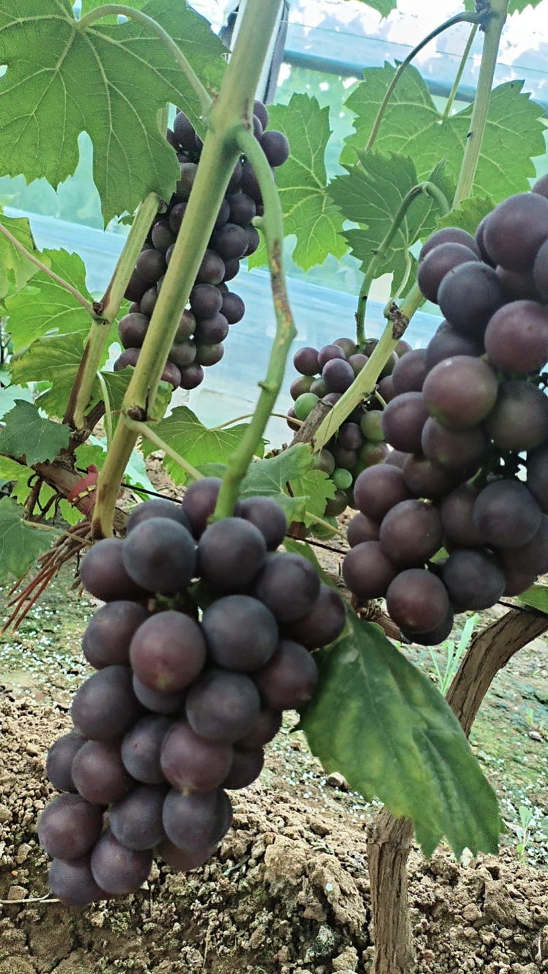 滕稔夏黑