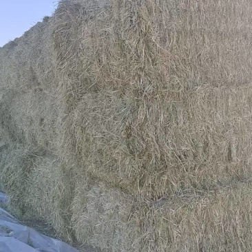 燕麦草，今年新收割的头茬燕麦草，水分安全颜色全绿，无瑕疵