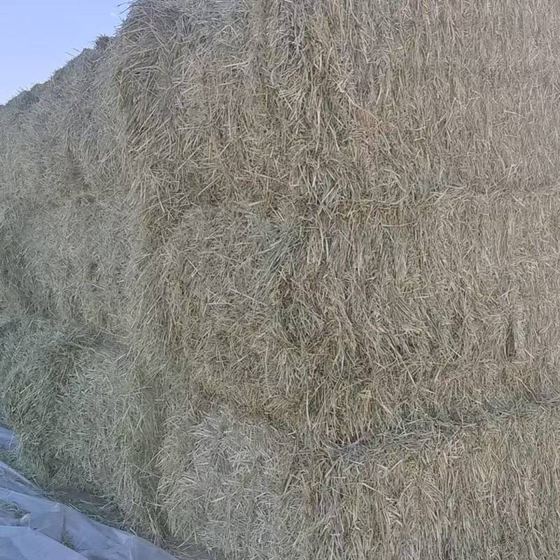 燕麦草，今年新收割的头茬燕麦草，水分安全颜色全绿，无瑕疵