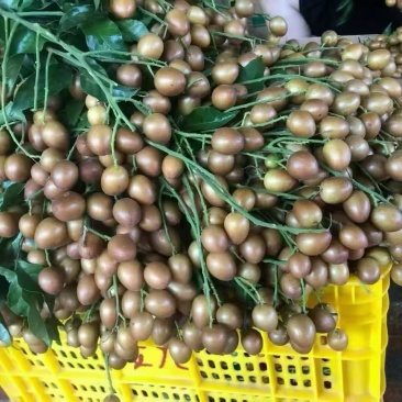 可供应各种黄皮原料，市场果、工厂果、冷冻果粒去核果肉。