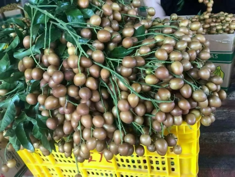 可供应各种黄皮原料，市场果、工厂果、冷冻果粒去核果肉。