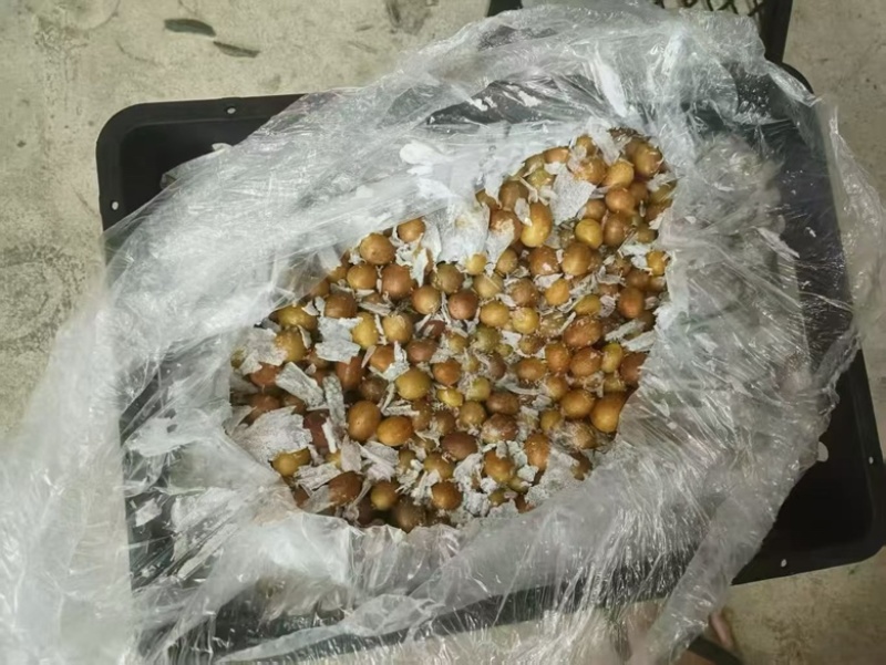 可供应各种黄皮原料，市场果、工厂果、冷冻果粒去核果肉。