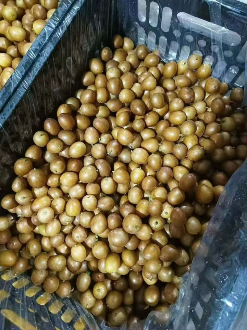 可供应各种黄皮原料，市场果、工厂果、冷冻果粒去核果肉。