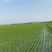 黑土地东北珍珠米25kg装优质一等核心产区
