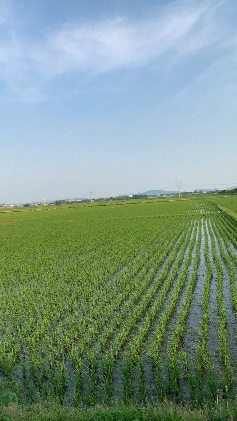 黑土地东北珍珠米25kg装优质一等核心产区