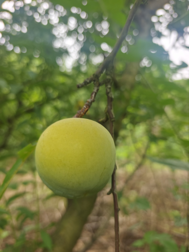 重庆蜂糖李6月30开园，糖度高，纯甜，一手货源，个大